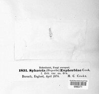 Plagiostoma euphorbiae image
